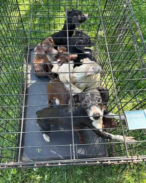 Vários dos cães encontrados amontoados dentro da caravana em Merrillville, Indiana