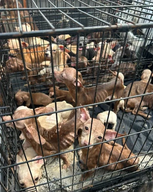Cães resgatados da caravana, alguns visivelmente magros e subnutridos