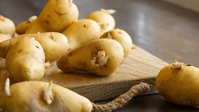 Batatas com pequenos rebentos a serem cortadas sobre uma tábua de cozinha