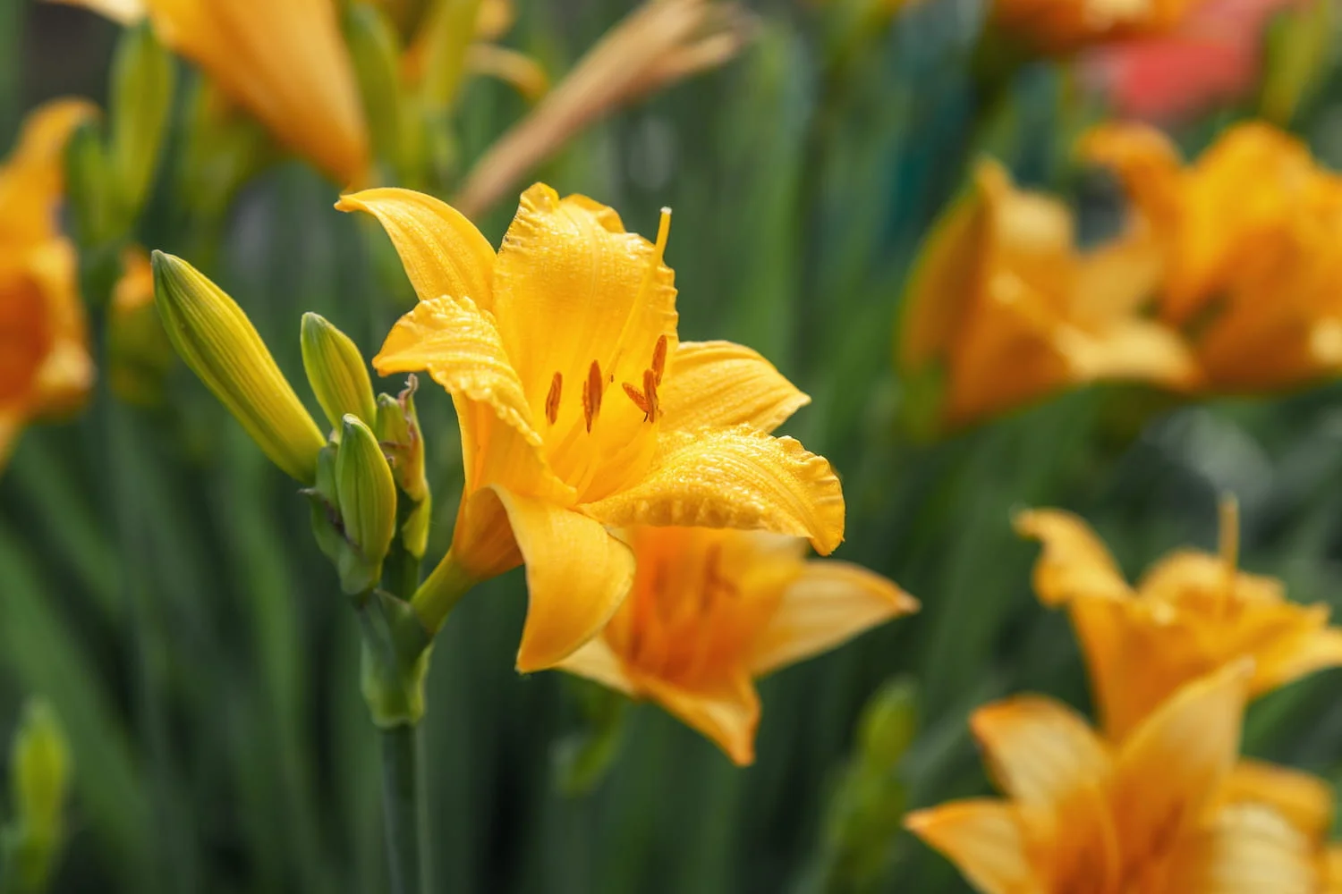 Hemerocallis com flores coloridas abertas em um jardim durante o verão